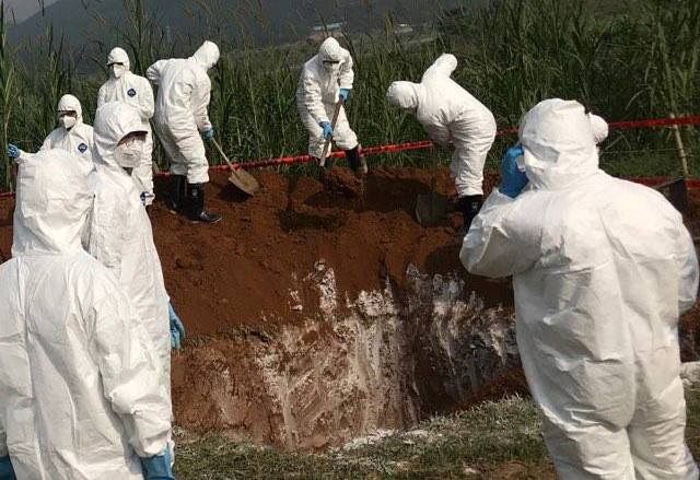 Bệnh dịch tả lợn châu Phi xuất hiện tại VN