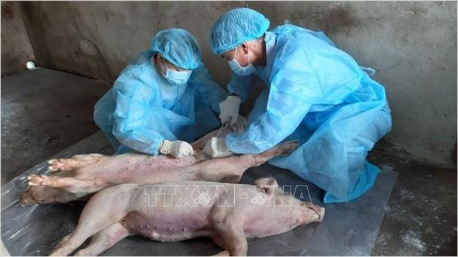 Triển khai nhiều biện pháp phòng, chống dịch tả lợn châu Phi