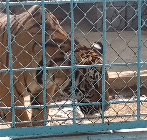 Người đàn ông bị hổ cắn lìa tay: Lời kể nạn nhân