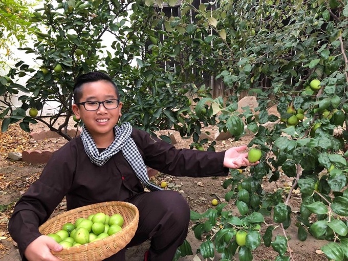 Táo ta sai trĩu trịt trong vườn nhà người đàn ông Việt ở Mỹ