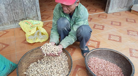 Xuất cấp hơn 1.200 tấn hạt giống hỗ trợ 3 tỉnh thiệt hại do thiên tai
