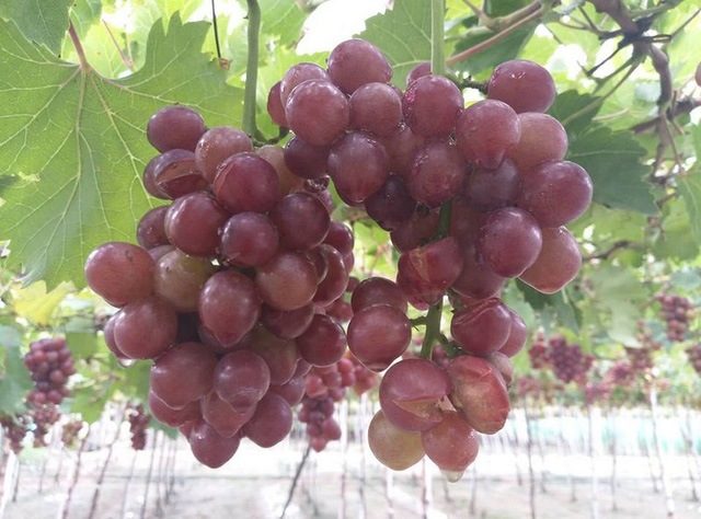 Ninh Thuận: Hơn 1.100 ha trồng nho bị hư hại nặng do bão số 9