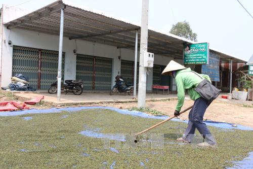 Hồ tiêu Việt Nam 'cầm trịch' trên sân chơi thế giới