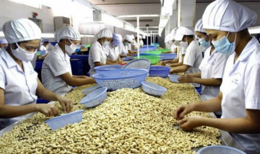 Điều “khóc”, muối “cười” vì thời tiết diễn biến phức tạp