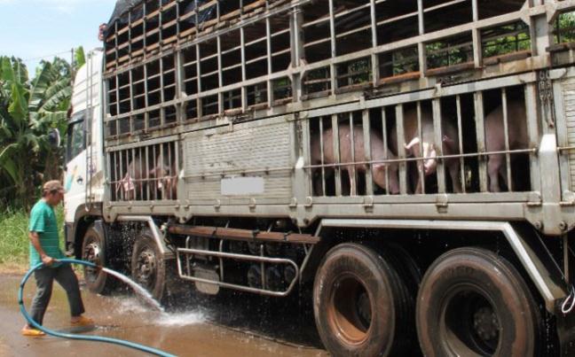 Giá thịt lợn liên tục tăng, người nuôi vẫn nên cẩn trọng